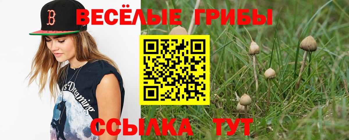 Клинцы  Псилоцибиновые грибы прущие грибы  купить наркоту  Вход с VPN  Галлюциногенные грибы Cubensis 